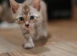 The cute Crew - Bengal Kitten For Sale - 