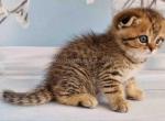 Dan scottish fold tabby leopard cheetah cub - Scottish Fold Kitten For Sale - Dallas, TX, US