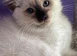Beautiful Seal Balinese - Balinese Kitten For Sale - PA, US