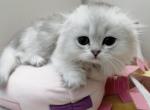 Fidget - Scottish Fold Kitten For Sale - San Francisco, CA, US