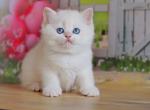 Edgar British - British Shorthair Kitten For Sale - Manorville, NY, US