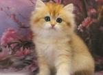 Baron British - British Shorthair Kitten For Sale - New York, NY, US