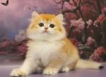 Bummer British - British Shorthair Kitten For Sale - New York, NY, US