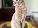 Tobik - Somali Kitten For Sale - Staten Island, NY, US