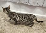 Silver rosetted female - Bengal Cat For Sale/Service - 