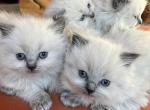 None - Ragdoll Kitten For Sale - Canton, MA, US