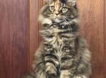 Miss Buttons - Maine Coon Kitten For Sale - WI, US