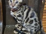 Easter - Bengal Kitten For Sale - Carlisle, PA, US