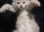 M J - Maine Coon Kitten For Sale - Vancouver, WA, US