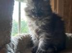 Lola and layla - Persian Kitten For Sale - Iron River, MI, US