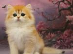 Bummer - British Shorthair Kitten For Sale - Pembroke Pines, FL, US