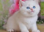 Edgar - British Shorthair Kitten For Sale - Pembroke Pines, FL, US