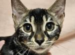 Venus Charcoal Female Red Collar - Bengal Kitten For Sale - 
