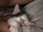 Cookie Crisps - Turkish Van Kitten For Sale - 