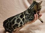 Sienna Brown Rosetted Female Orange Collar - Bengal Kitten For Sale - 