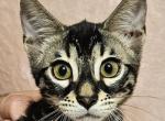 Aphrodite Charcoal Female Yellow Collar - Bengal Kitten For Sale - Bradner, OH, US