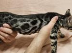 Hera Silver Charcoal Female Purple Collar - Bengal Kitten For Sale - 