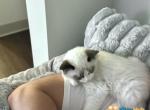 Jasmine Seal bi color ragdoll kitty - Ragdoll Kitten For Sale - 
