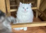 Loki WHITE MALE blue eyes - Persian Kitten For Sale - 