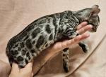 Poseidon Silver Rosetted Male Gray Collar - Bengal Kitten For Sale - Bradner, OH, US