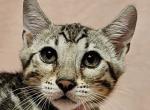 Artemis Silver Sepia Female Gray Collar - Bengal Kitten For Sale - 
