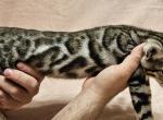 Artemis Silver Sepia Female Gray Collar - Bengal Kitten For Sale - 