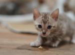 Jacko x Shumai - Bengal Kitten For Sale - Jersey City, NJ, US