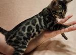 Athena Charcoal Female Purple Collar - Bengal Kitten For Sale - Bradner, OH, US