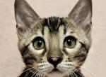Athena Charcoal Female Purple Collar - Bengal Kitten For Sale - 
