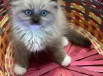 Angel mink - Ragdoll Kitten For Sale - San Diego, CA, US