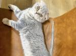 Bessie reduced price - Scottish Fold Kitten For Sale - Fort Worth, TX, US