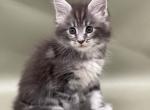 Sweet Baby Girl - Maine Coon Kitten For Sale - Jacksonville, FL, US
