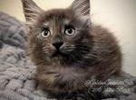 Talyia - Maine Coon Kitten For Sale - Seattle, WA, US