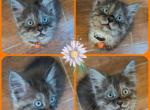 Athena - Maine Coon Kitten For Sale - Seattle, WA, US