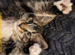 Delilah - Maine Coon Kitten For Sale - Seattle, WA, US
