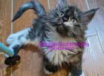 Maribel polydactyl - Maine Coon Kitten For Sale - 