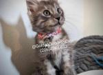 Grace - Maine Coon Kitten For Sale - Seattle, WA, US