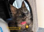 Tory - Maine Coon Kitten For Sale - Seattle, WA, US