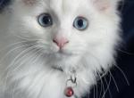 Vlad litter - Scottish Straight Cat For Sale - 