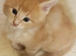 Gunther - Maine Coon Kitten For Sale - Russellville, MO, US