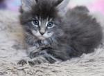 Ross - Maine Coon Kitten For Sale - Russellville, MO, US
