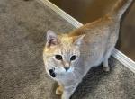 Maven - Domestic Cat For Adoption - Newcastle, OK, US
