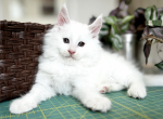 Prada - Maine Coon Kitten For Sale - 