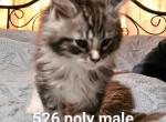 Freya litter - Maine Coon Kitten For Sale - PA, US
