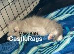 Mary Kate CastleRags - Ragdoll Kitten For Sale - 