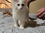 Beautiful Kittens - Maine Coon Kitten For Sale - PA, US