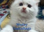 Wesley CastleRags - Ragdoll Kitten For Sale - 