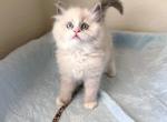 Axel - Ragdoll Kitten For Sale - Phoenix, AZ, US