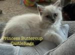 Princess Buttercup - Ragdoll Kitten For Sale - Castle Rock, CO, US