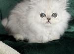 Almond eye boy - Persian Kitten For Sale - 